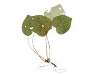Asarum heterotropoides 
